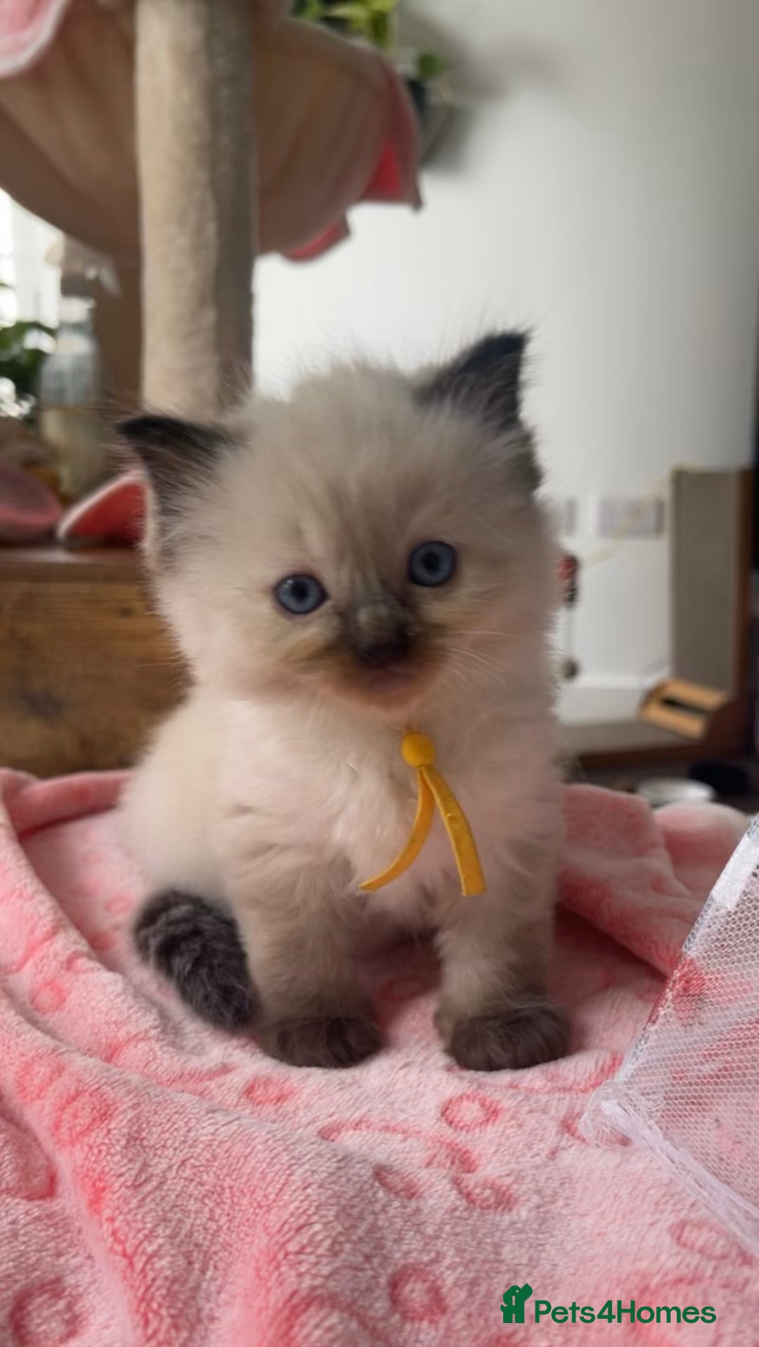 Ragdoll cats for stud: BIG beautiful GCCF & TICA Active Ragdoll Stud! in London - Image 11