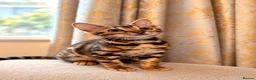 Bengal cats for sale: TICA Registered Bengal snow 5 Generation Pedigree  - Advert 22
