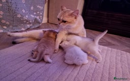 British Shorthair cats for sale: Rare Registered British Shorthair Chinchila Kitten - Image 4