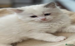Ragdoll cats for sale: Gorgeous litter of bicolour kittens GCCF reg - Image 7