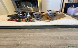 Whippet dogs for sale: 8 Week Old Whippet Puppies  - Advert 3