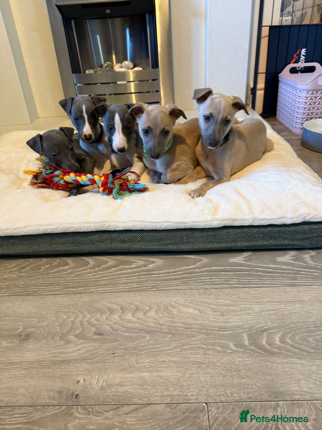 Whippet dogs for sale: 8 Week Old Whippet Puppies  - Advert 3