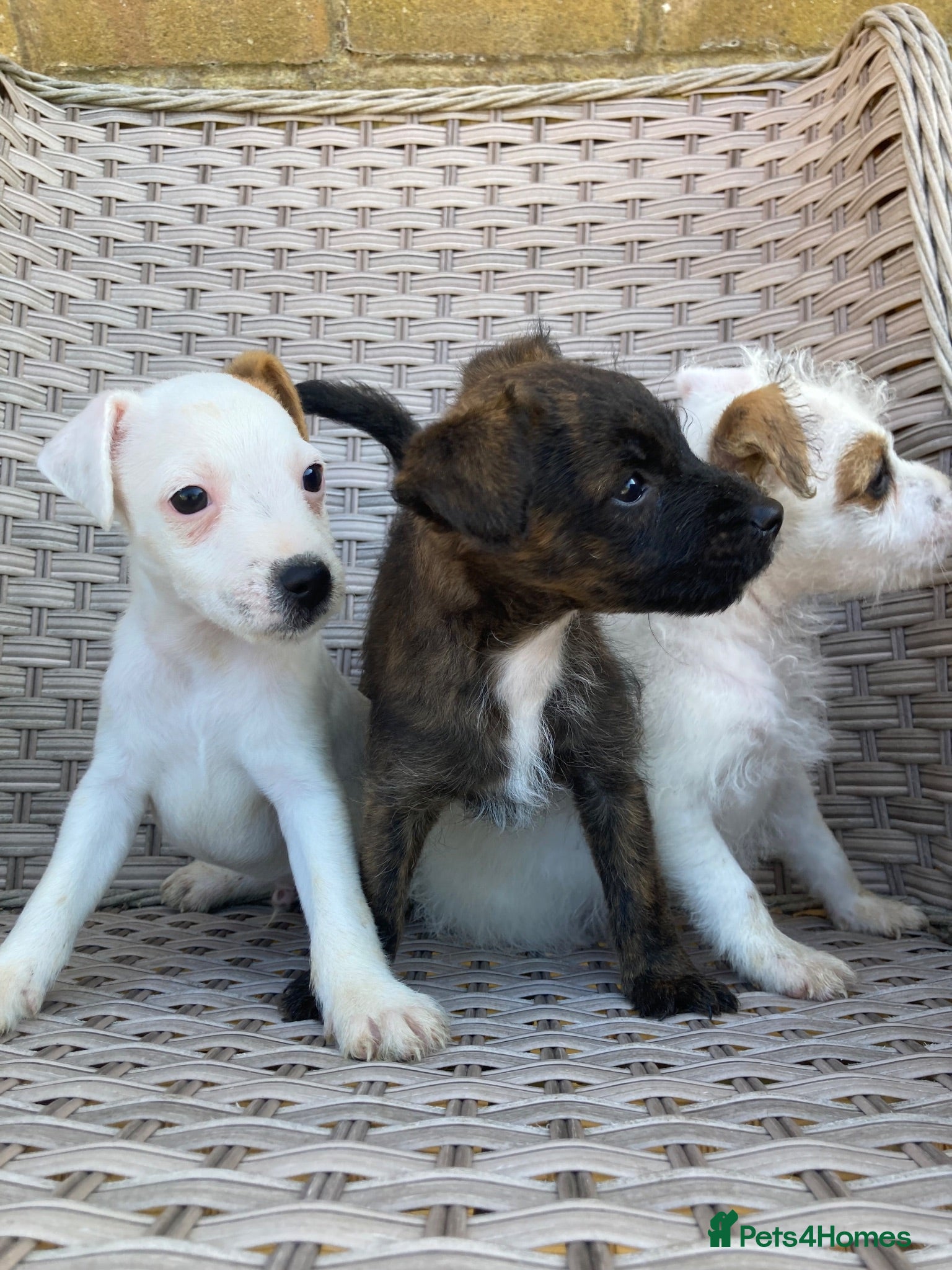 Jack Russell dogs Beautiful Jack Russell puppies  - Advert 9