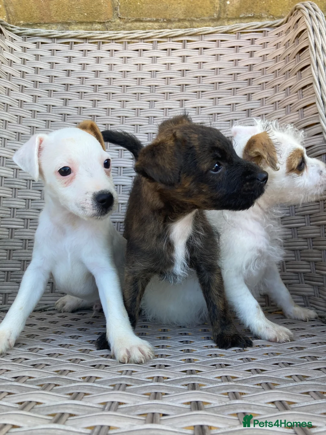 Jack Russell dogs for sale: Beautiful Jack Russell puppies  - Advert 1