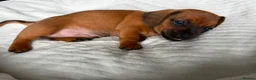Mixed Breed dogs for sale: Miniature Dachshund cross puppies  - Advert 17