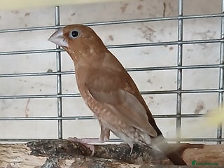 Finches birds - Advert 1