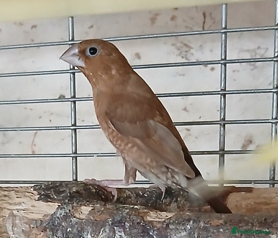Finches birds - Advert 4