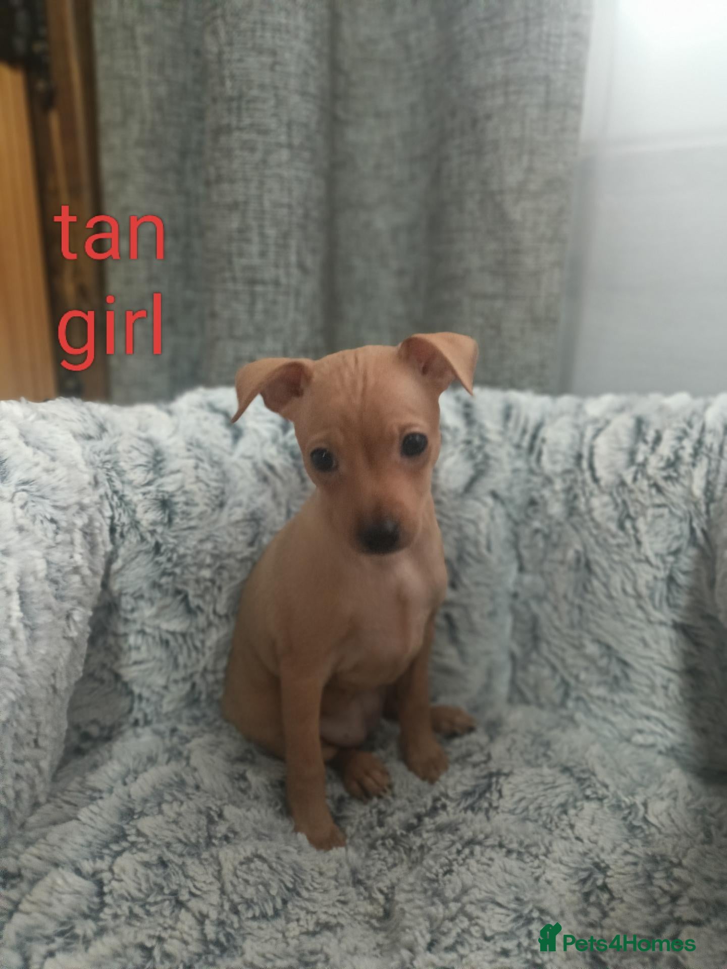 Miniature Pinscher dogs 6 Beautiful Miniature pincher Puppies  - Advert 1