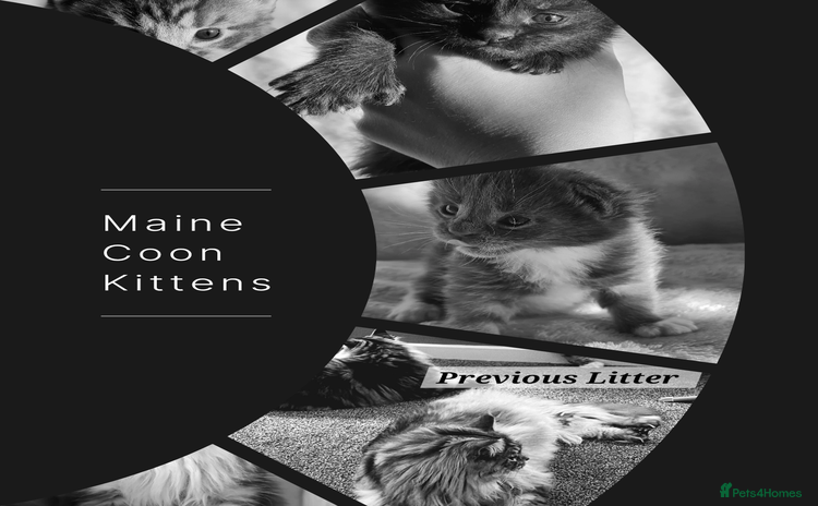 Maine Coon cats MAINE COONE KITTENS EXCELLENT  - Advert 15