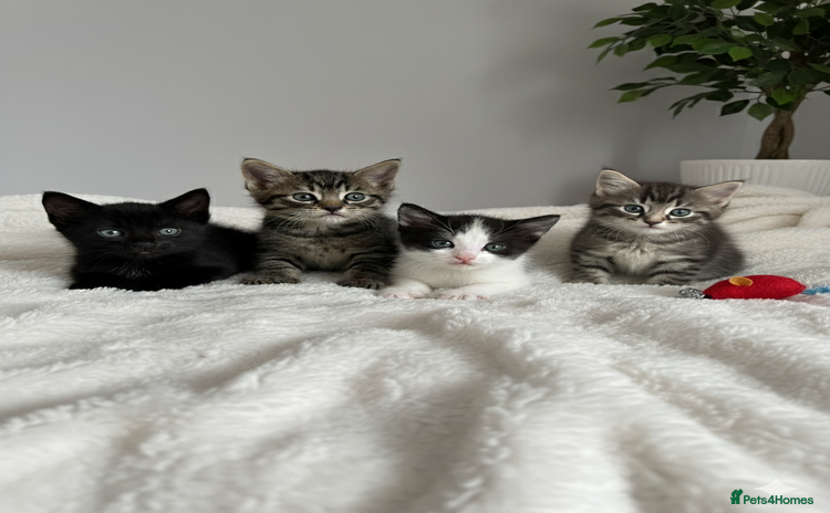 Domestic Shorthair cats - Advert 13