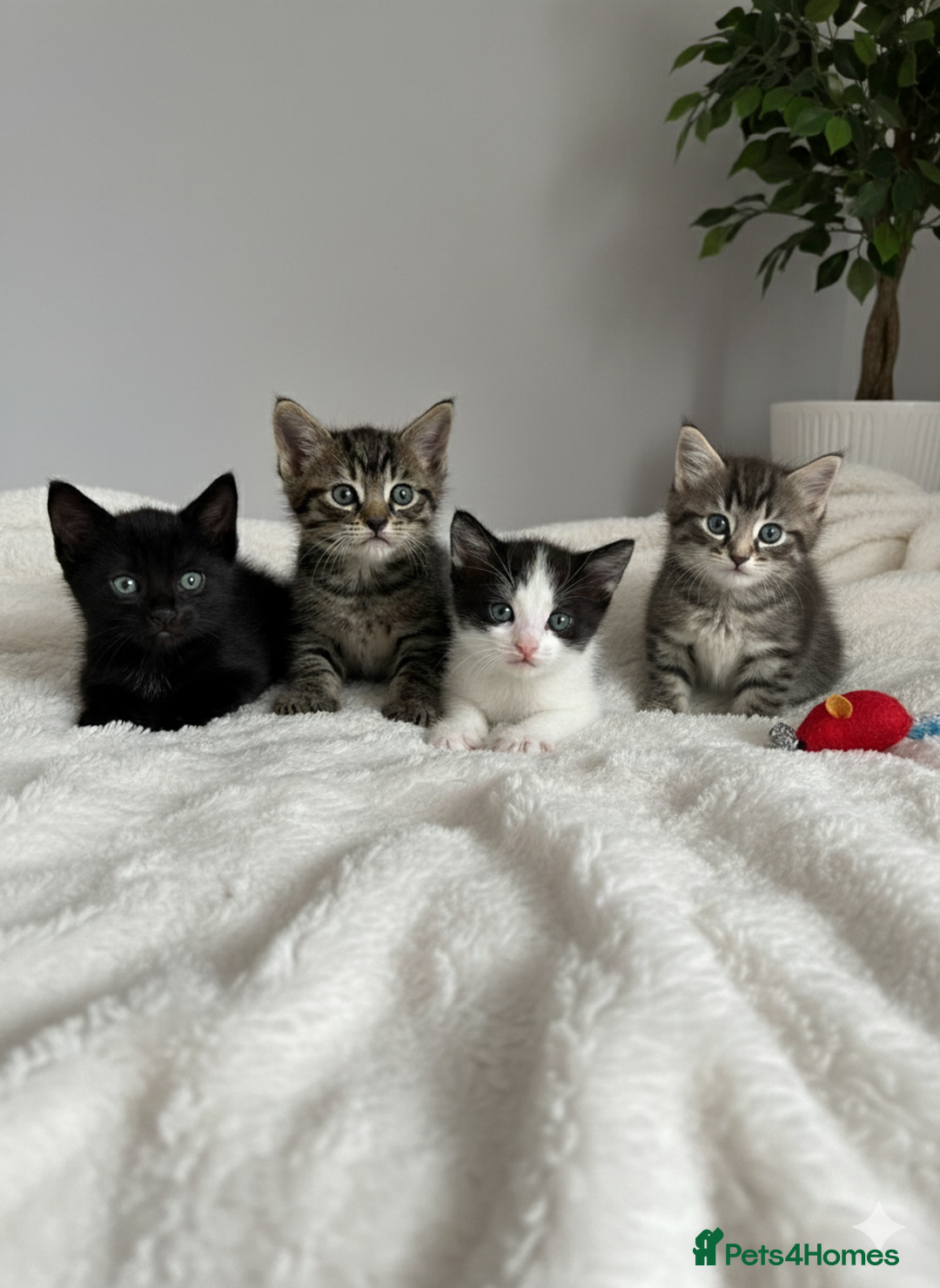 Domestic Shorthair cats for sale: 🐾 4 Kittens Looking for Loving Homes–Hatfield 🐾 - Image 1