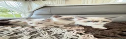 Ragdoll cats for sale: Beautiful RAGDOLL KITTENS  in Chichester - Advert 9