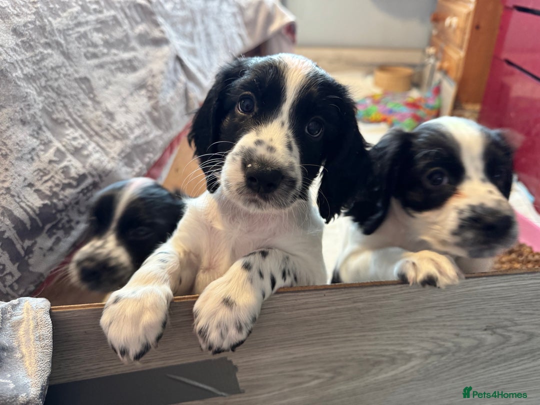 Cocker Spaniel dogs for sale: AMAZING COCKER SPANIEL PUPPIES READY NOW!  - Image 3
