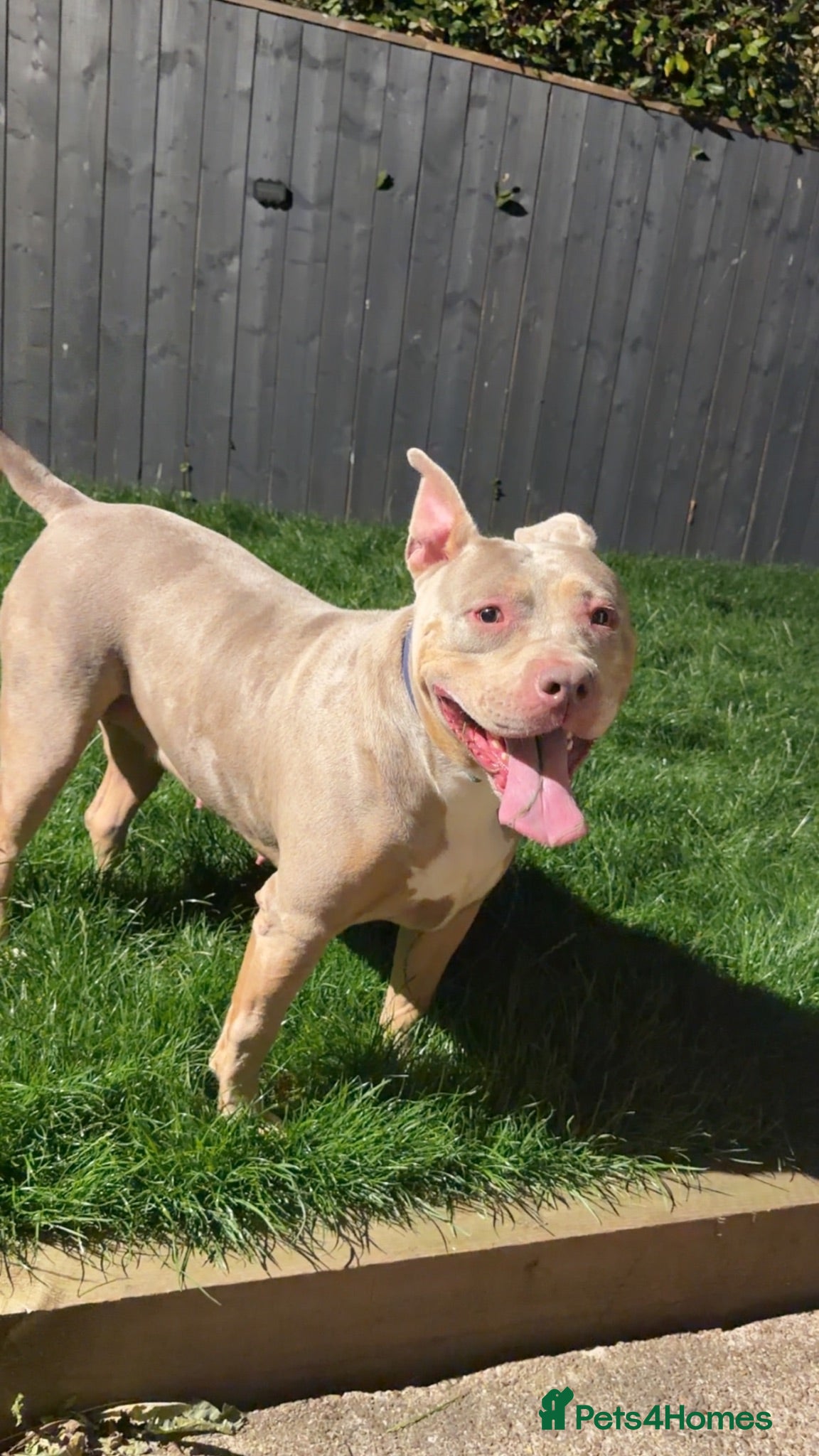 American Bulldog dogs 2year old American Bulldog - Advert 1