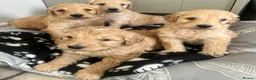 Goldendoodle dogs for sale: Stunning Goldendoodle Puppies - Advert 30