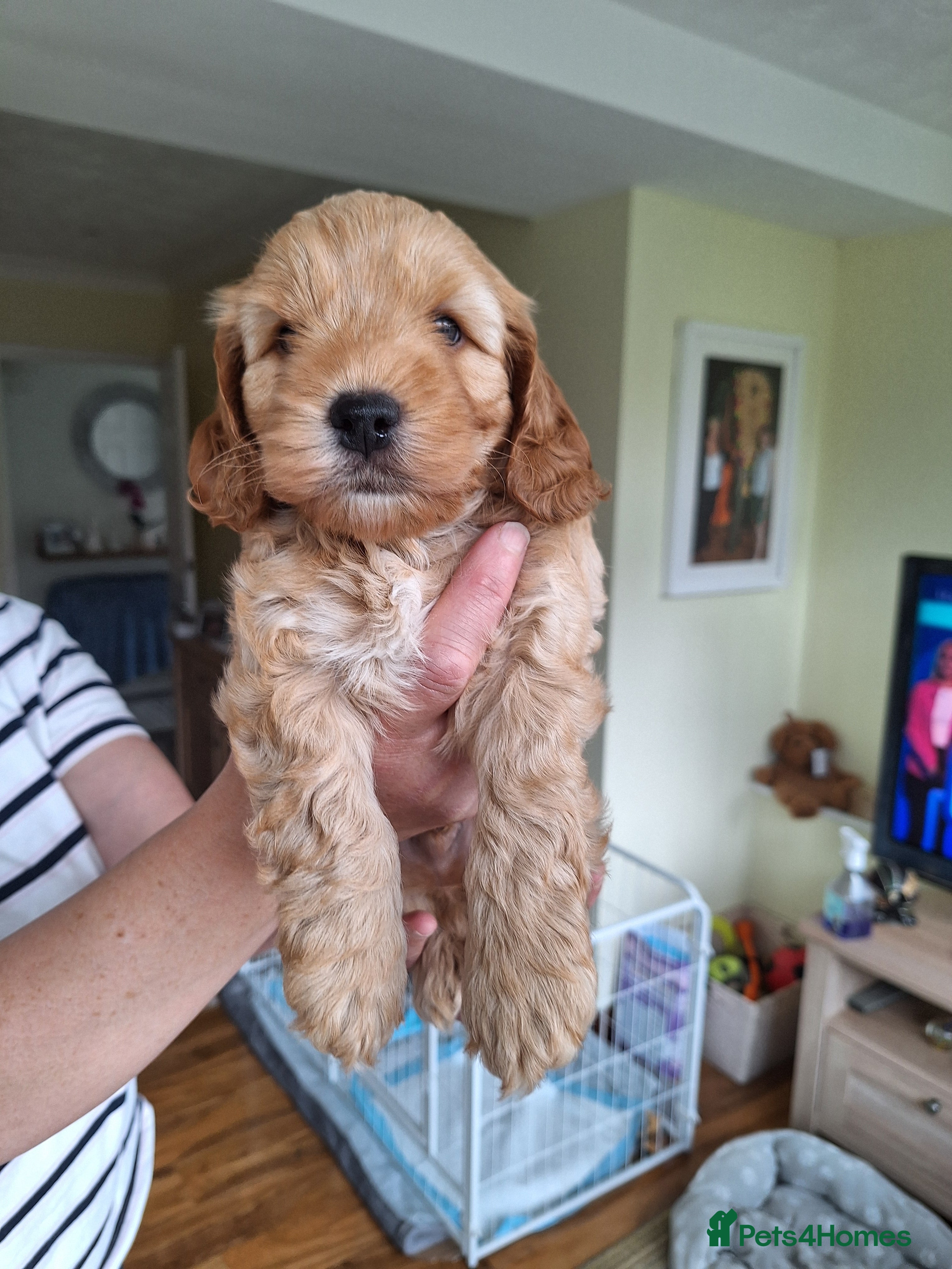 Cockapoo Puppy 1