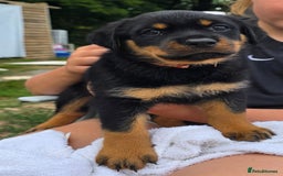 Mixed Breed dogs for sale: Rottweiler x German Shepherd pups ready to go  - Image 11