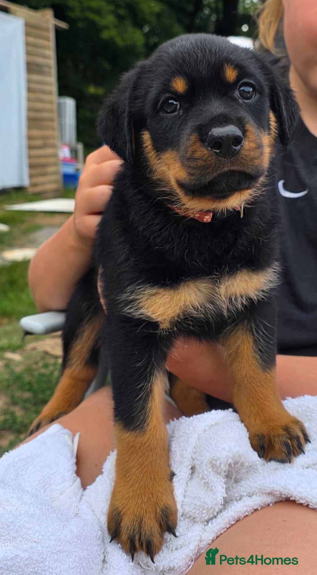 Mixed Breed dogs for sale: Rottweiler x German Shepherd pups ready to go  - Image 11