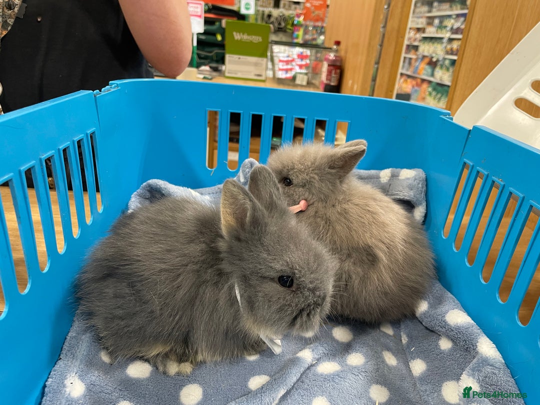 Lionhead rabbits for sale: 5 female Double Mane Lion head Doe’s for sale  - Image 10