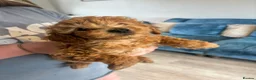 Toy Poodle dogs for sale: Beautiful Litter of Toy Poodle Pups  - Advert 9