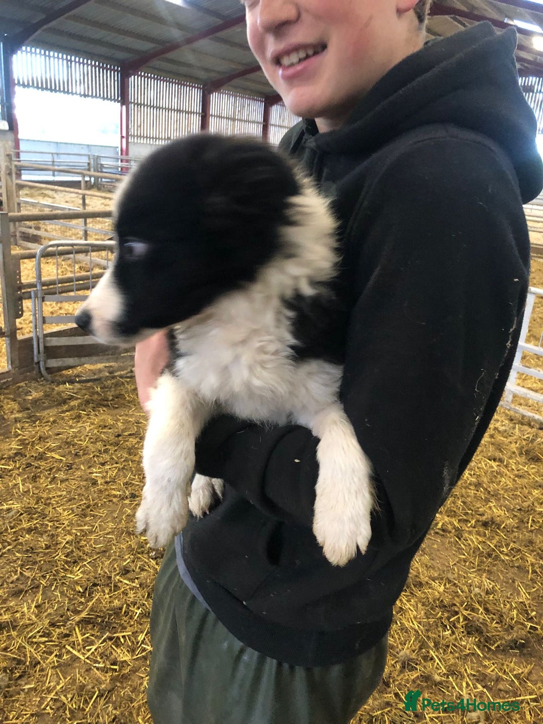 Border Collie dogs for sale: Border collie - Image 1