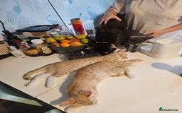 Maine Coon cats for sale: Maine Coon Kittens READY NOW parents not registere - Image 30
