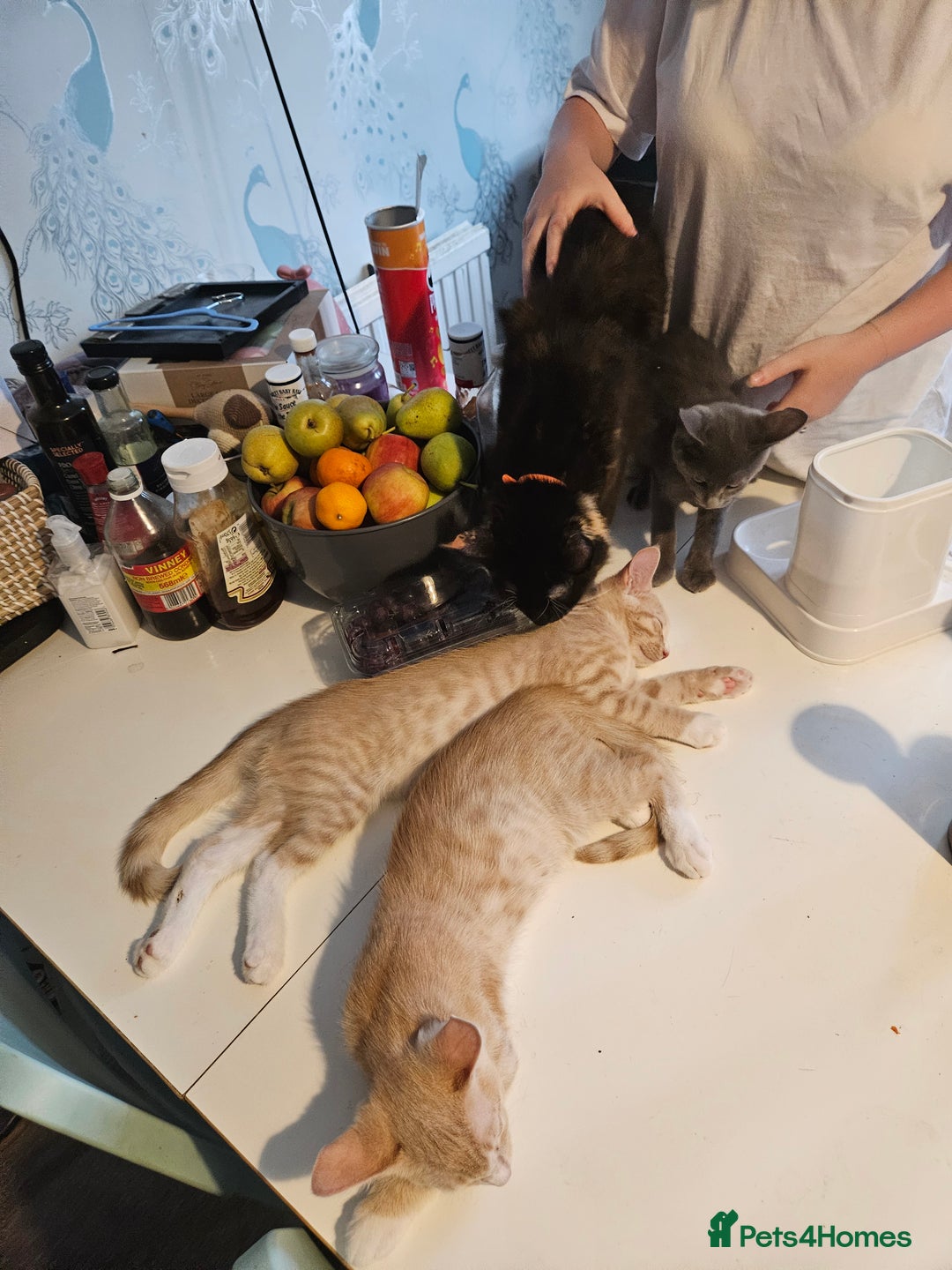 Maine Coon cats for sale: Maine Coon Kittens READY NOW parents not registere - Image 30