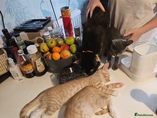 Maine Coon cats - Advert 36