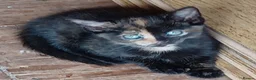 Mixed Breed cats for sale: Lovable kittens looking for new homes - Advert 3