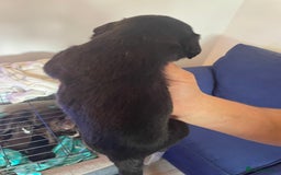 Mixed Breed dogs for sale: Cocker spaniel x border collie pups - Image 9