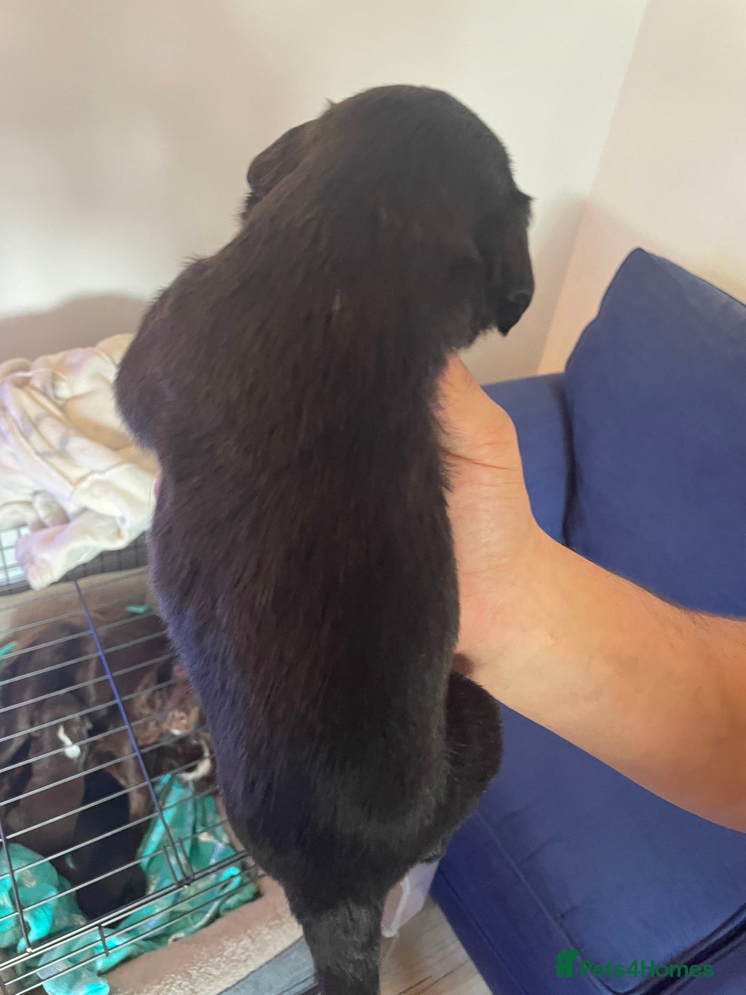 Mixed Breed dogs for sale: Cocker spaniel x border collie pups - Image 9