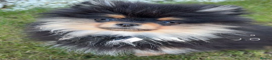 Pomeranian Puppy 1