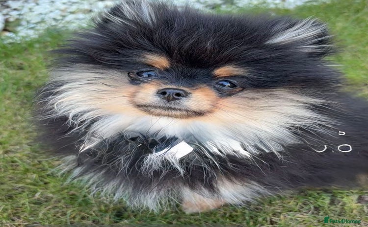 Pomeranian dogs - Advert 5