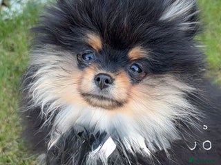 Pomeranian dogs - Advert 11