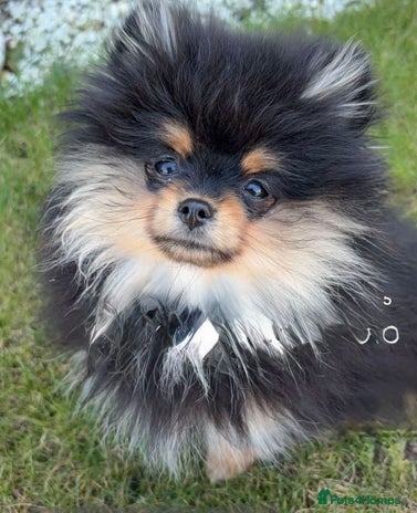 Pomeranian dogs - Advert 8