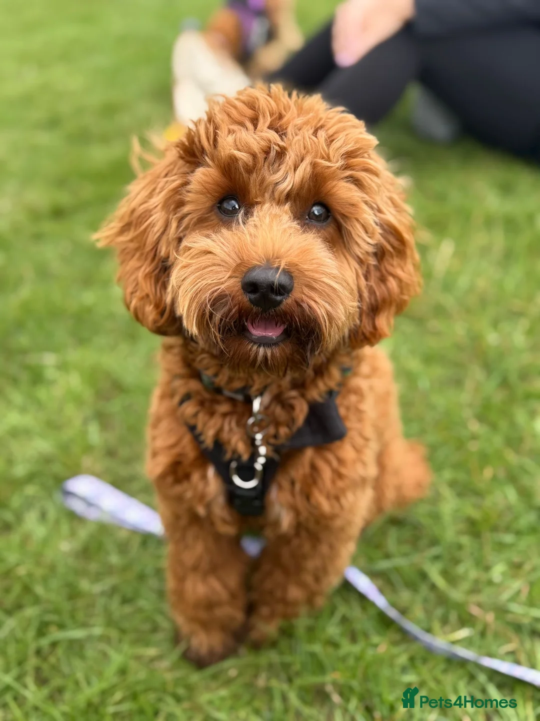 Cockapoo dogs for sale: 🐾 STUNNING F1B RED MINIATURE COCKAPOO PUPPIES  - Advert 15