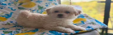 Bichon Frise 4