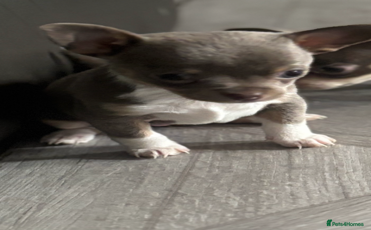 Chihuahua dogs - Advert 13