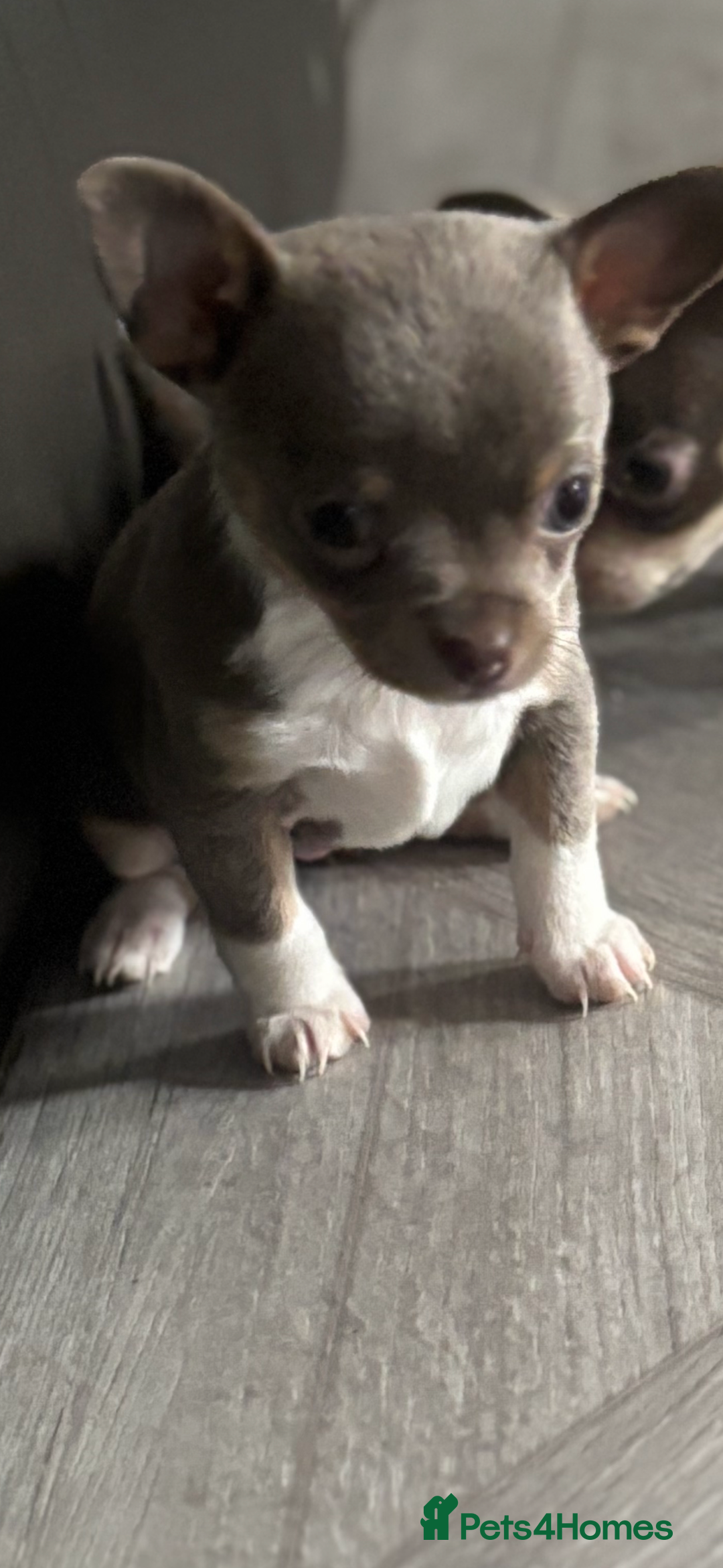 Chihuahua dogs for sale: Ready now ***Lilac girls - Image 7