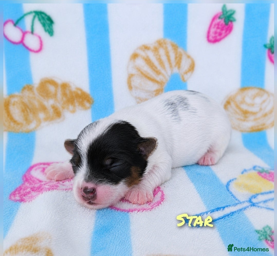 Yorkshire Terrier dogs for sale: 1 Girl Star 1 Boy Oakley  - Advert 2
