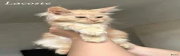 Maine Coon cats for sale: Champion line Maine Coon Kittens- TICA Registered  - Advert 21