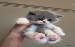 British Shorthair cats for sale: BEAUTIFUL BRITISH SHORTHAIR KITTENS - Image 2