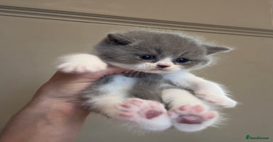 British Shorthair cats - Advert 4