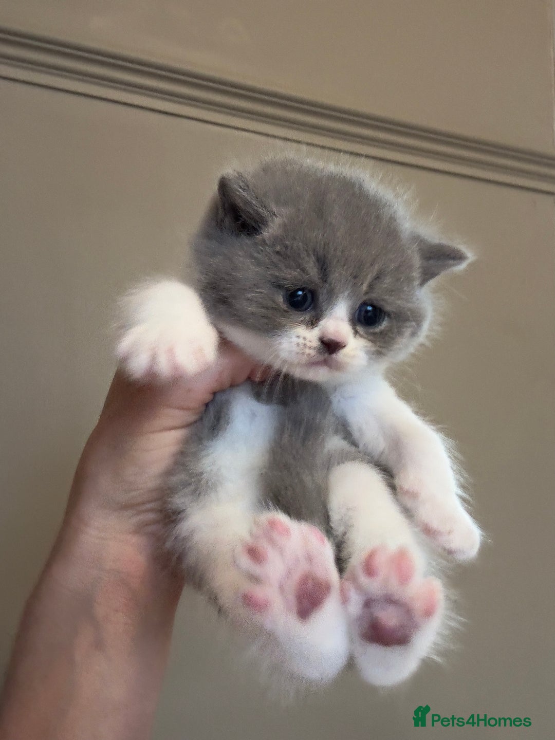 British Shorthair cats for sale: BEAUTIFUL BRITISH SHORTHAIR KITTENS - Image 2