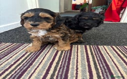 Cockapoo dogs for sale: Last Two Cockapoo Pups  - Image 1