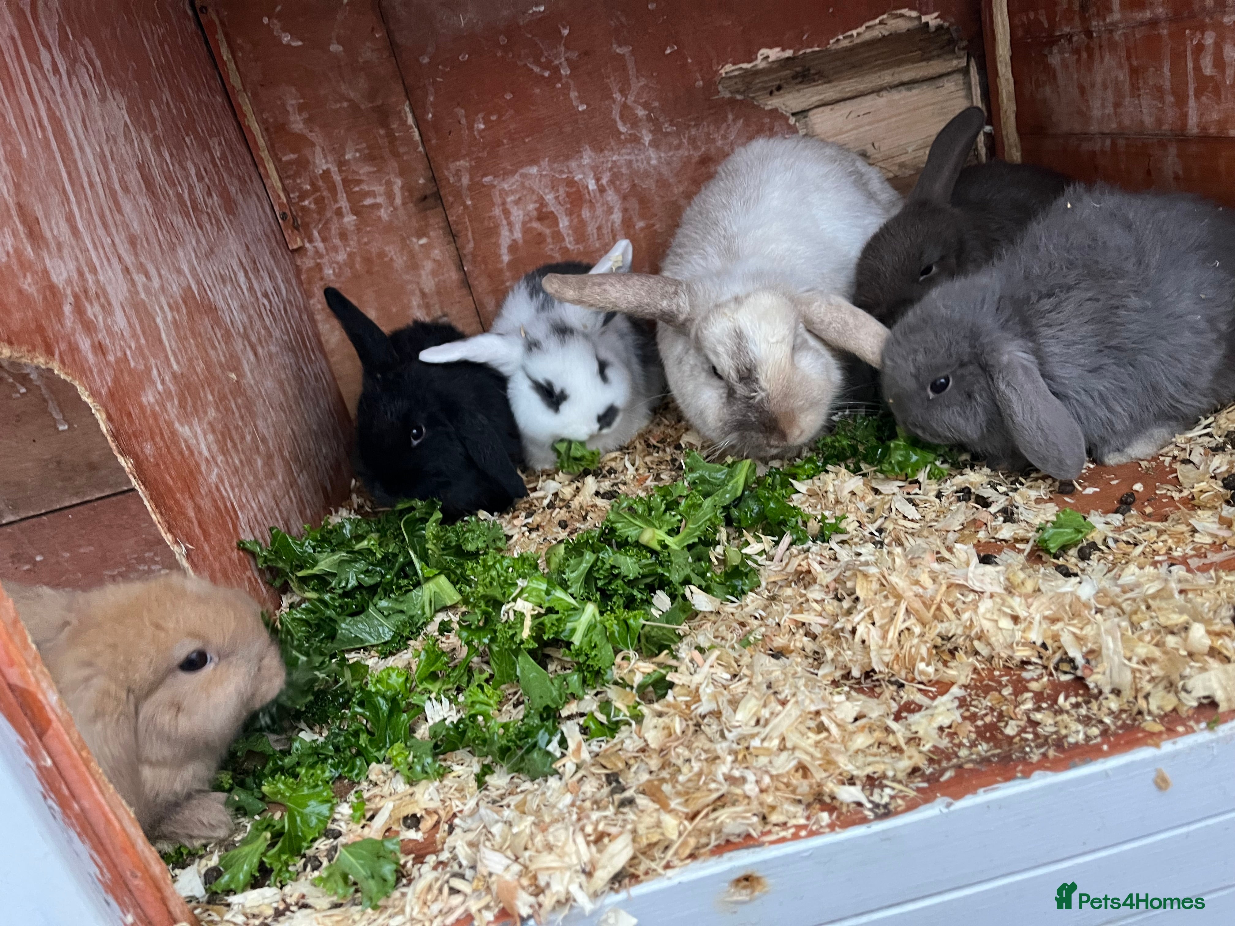Mini Lop rabbits Mini lop bunnies  - Advert 21