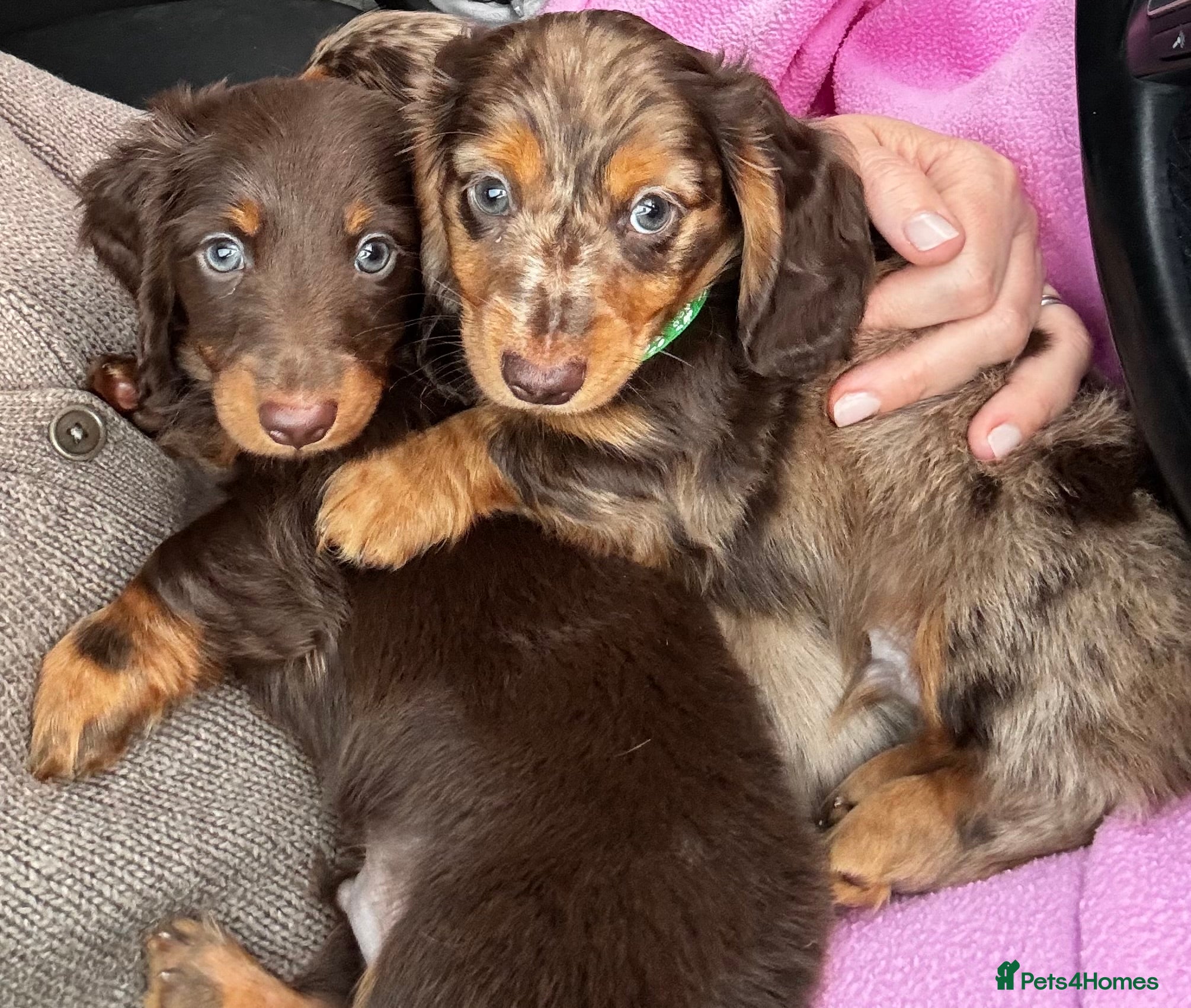 Dachshund dogs Mini long hair Dachshunds for sale - Advert 2