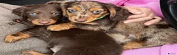 Dachshund dogs for sale: KC reg, champ bloodline Mini long hair Dachshunds  - Advert 13