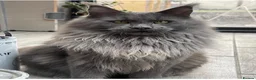 Maine Coon cats for sale: Ready Now - 5 Top Pedigree MCO Kittens in Coventry - Advert 7