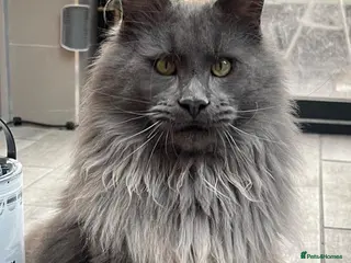Maine Coon cats Maine Coon Kitten - Female - Advert 1